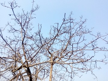 冬天的核桃树