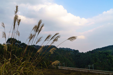 芦苇高铁动车和谐号