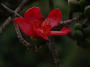 红棉花开