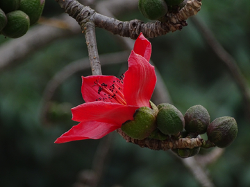 红棉花开