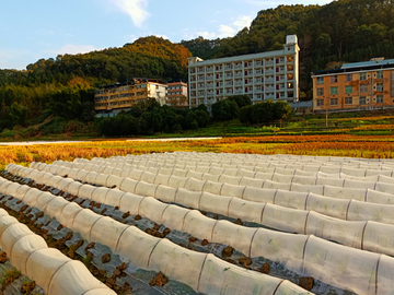 田园风光