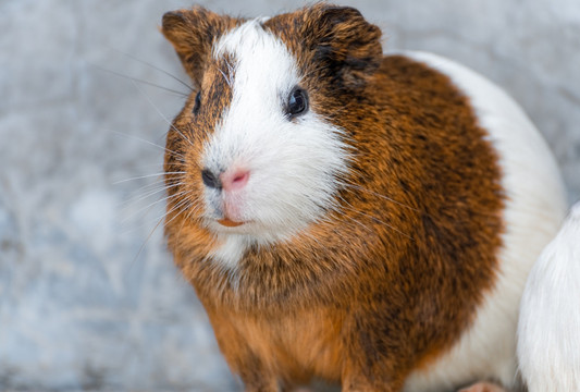 一只肥胖的荷兰猪