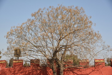 红墙绿树