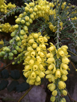 黄秧木花