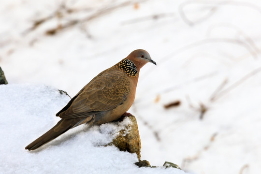 雪中斑鸠