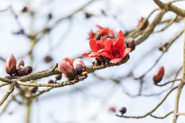 木棉花