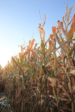 玉米高粱地成熟了玉米高粱地成熟