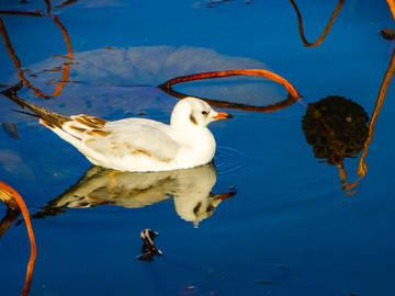 池塘海鸥