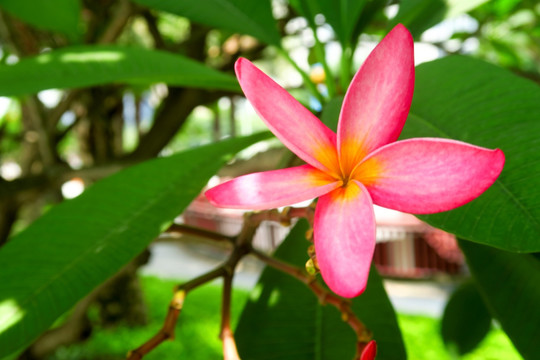 鸡蛋花