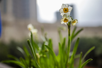 水仙花