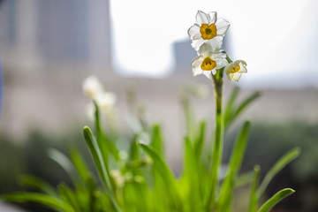 水仙花