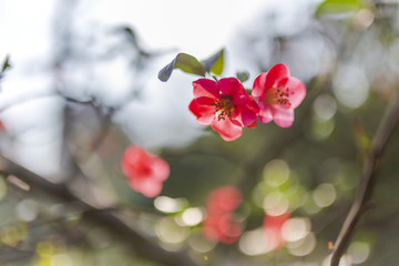 红色的海棠花