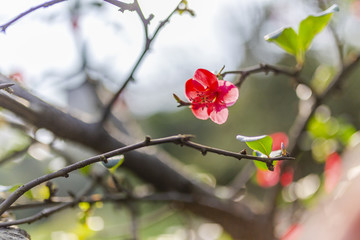 海棠花