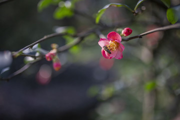 海棠花