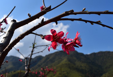 桃花