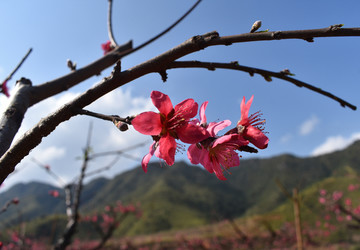 桃花