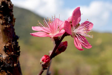 桃花