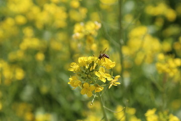 油菜