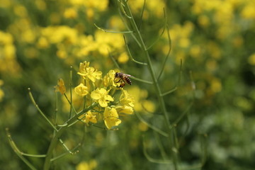 油菜