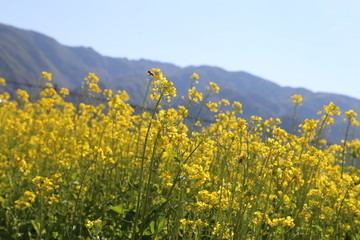 油菜