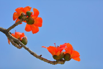 木棉花红色木棉花