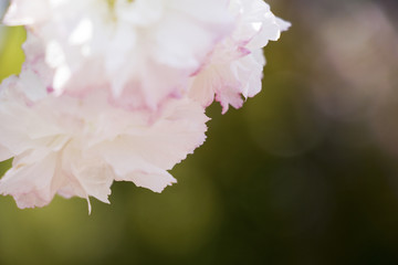 樱花烂漫