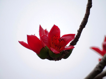 红棉