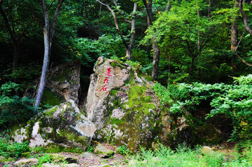 千山莲花石与树林