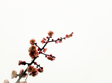 枝头红花