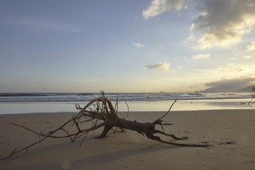 傍晚夕阳下沙滩上的巨大枯木