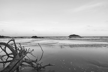 海滩上的巨大树根
