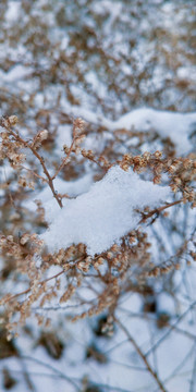 雪