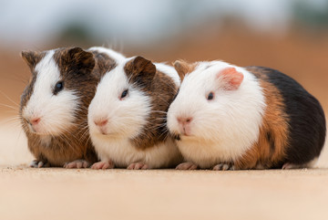 三只可爱的豚鼠