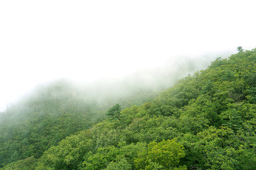 云雾缭绕的山峰和树林
