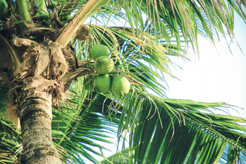 椰树高清图片