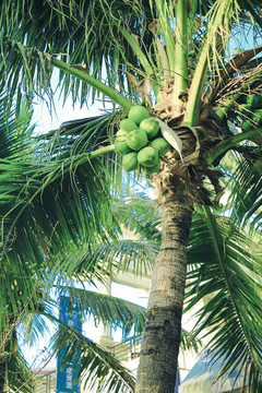 椰子树高清图片
