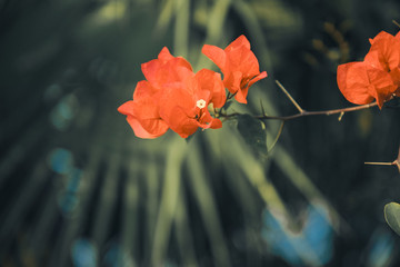 鸡冠花