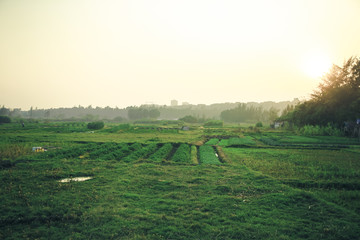 绿草地