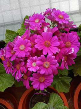 鲜花