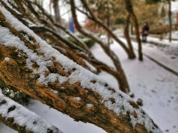 雪景