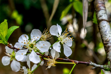 李子花