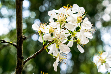 李子花