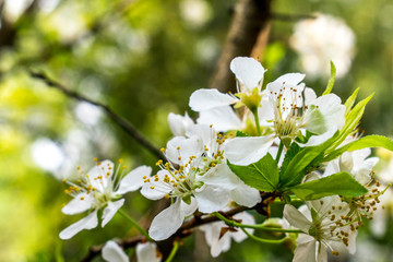 李子花