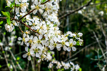 李子花