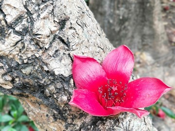 木棉花