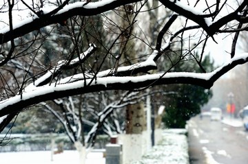 雪中树枝