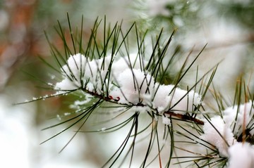 雪中松枝