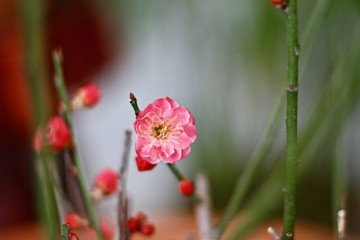 梅花