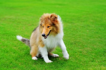 草坪上的苏格兰牧羊犬