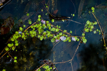 溪水浮叶